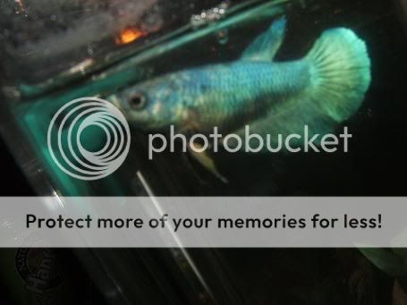 bettas093.jpg
