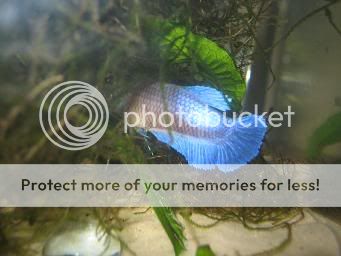 bettas297.jpg