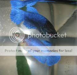 bettas327.jpg