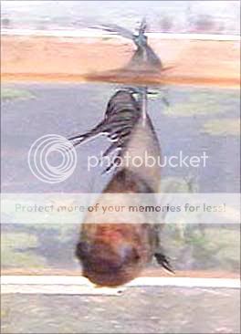 Toy_FrontSide002.jpg