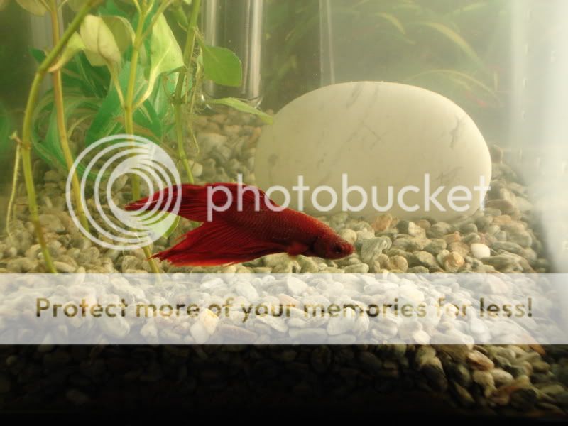 Fencingandbettas044.jpg