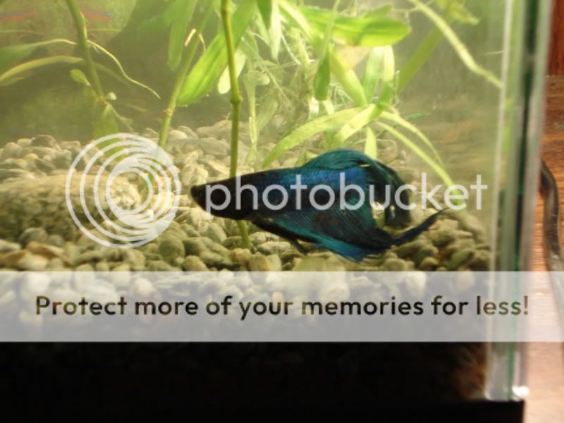 Fencingandbettas056.jpg