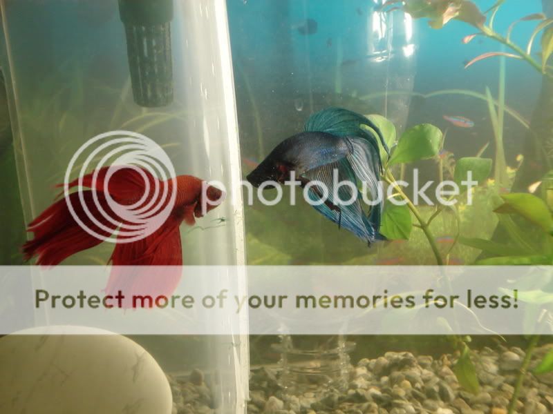 Fencingandbettas059.jpg