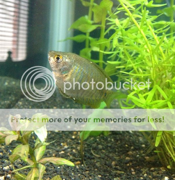 NeonDwarfGouramiFemale_zps3ee08256.jpg