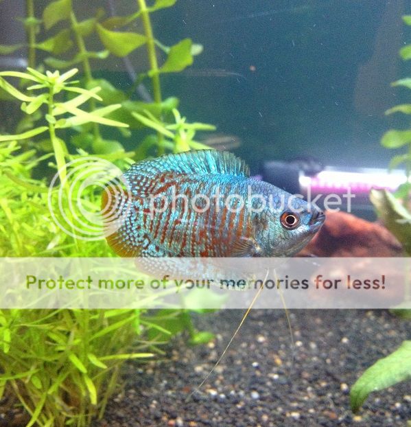 NeonDwarfGourami_zps23af83bb.jpg