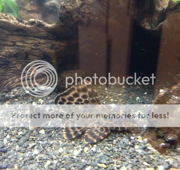 SailFinPlecostomus_zpsd5be7c47.jpg