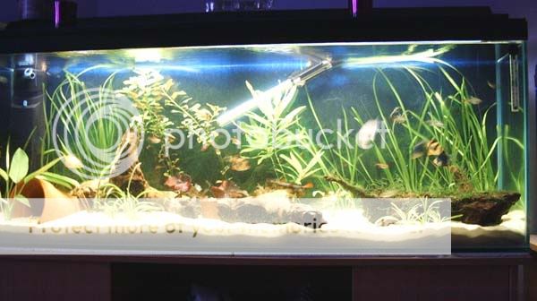 whole_tank_10.06.jpg