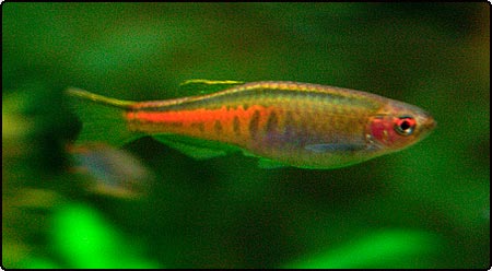 2710_glowlight_danio.jpg