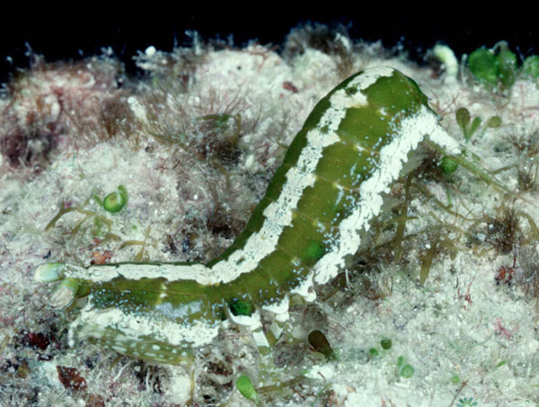 p_ciliata1.jpg